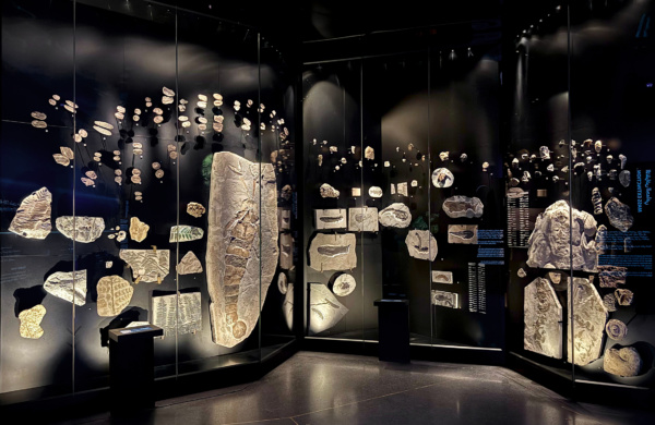 Museo de Historia Natural Abu Dhabi